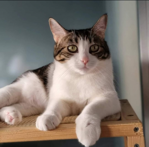 Kira gata rescatada catsloversrescue en adopción responsable