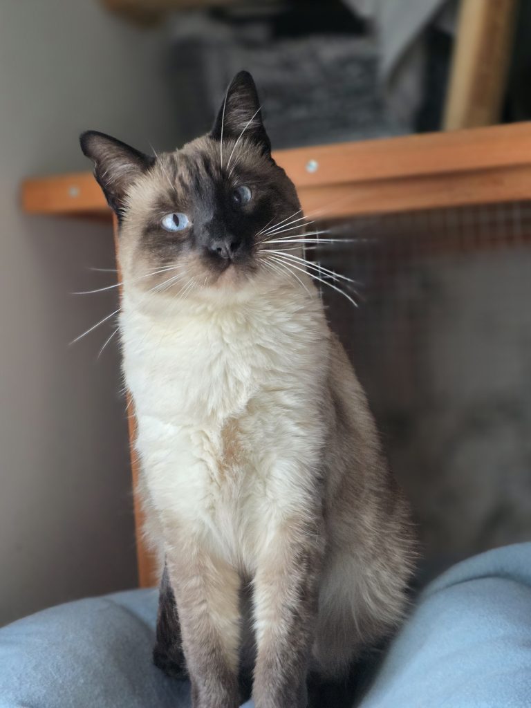 Ángel, gato enfermo crónico catsloversrescue