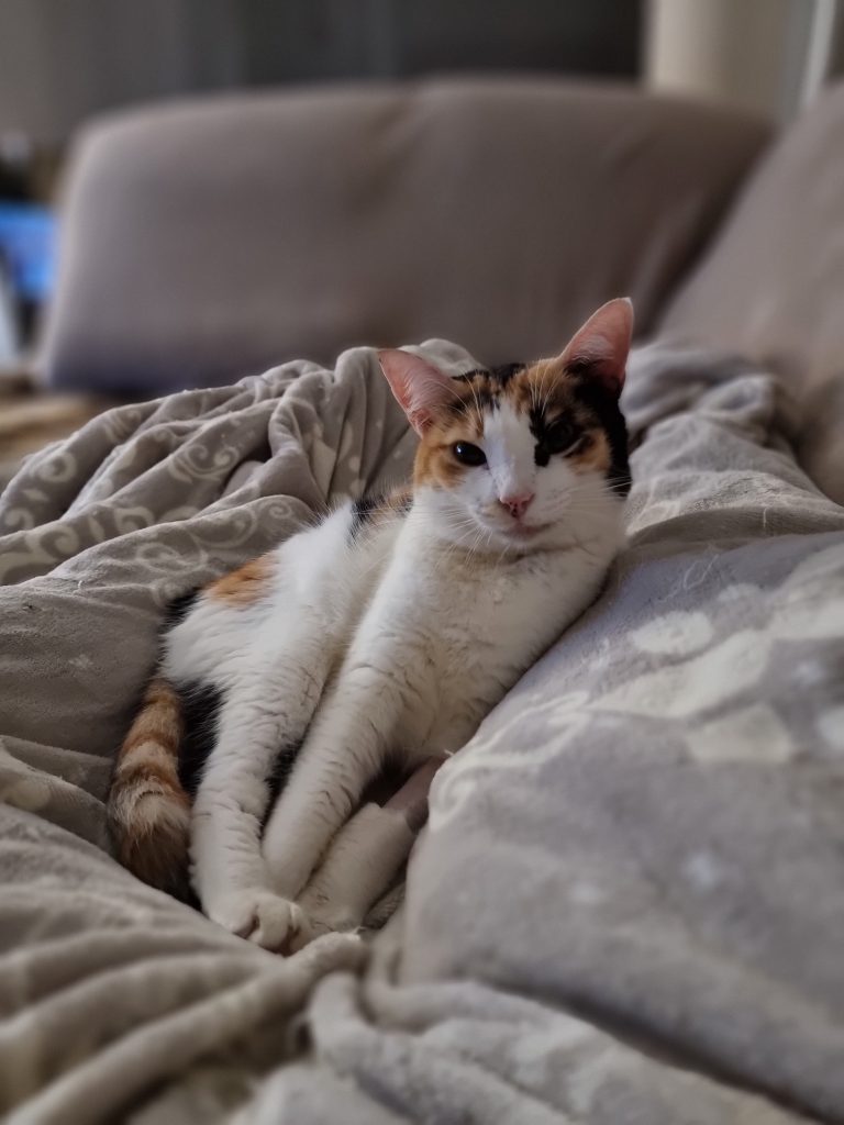 Casiopea, gata enferma crónica catsloversrescue