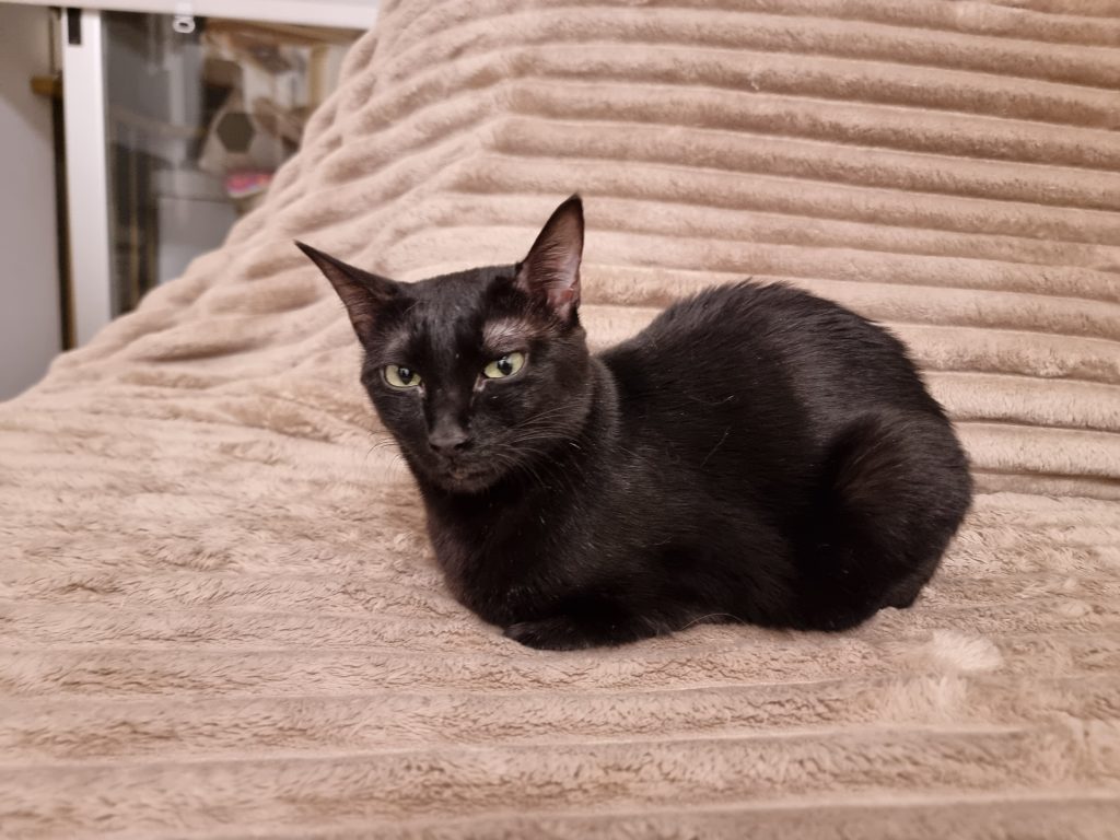 Nefertiti, una de nuestros gatos rescatados con enfermedades crónicas