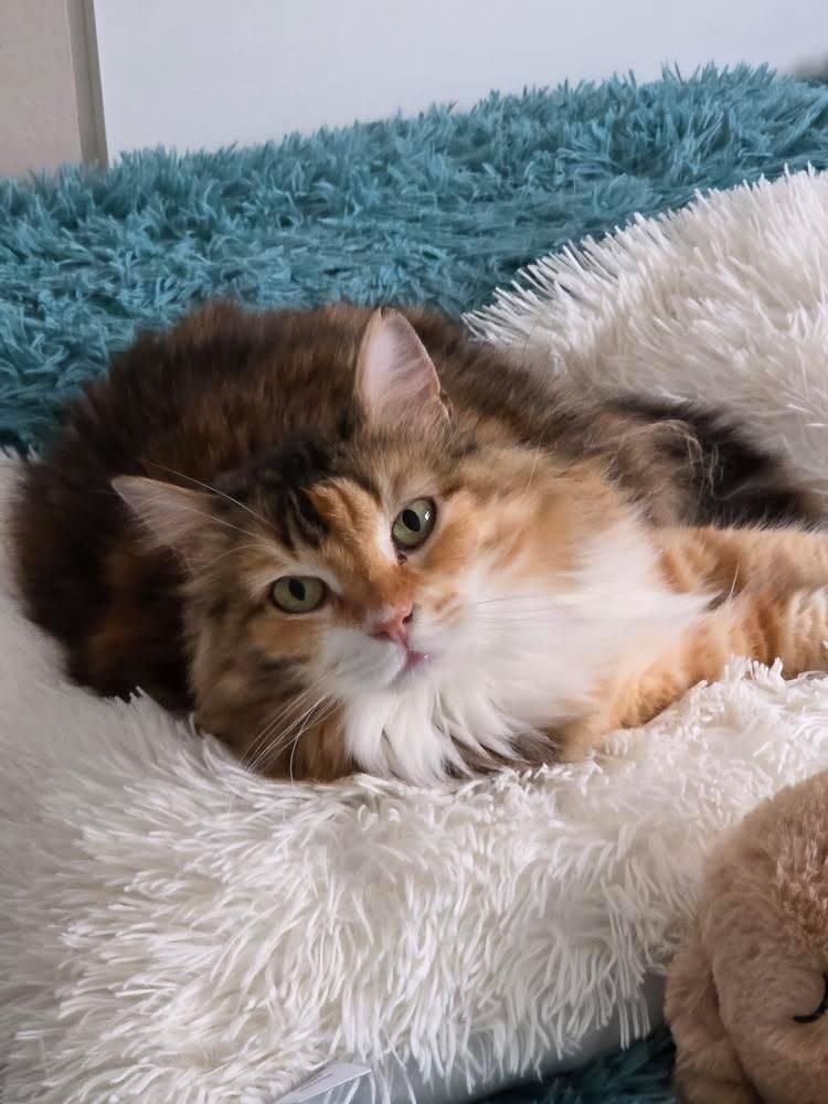 Indi, gata enferma crónica catsloversrescue