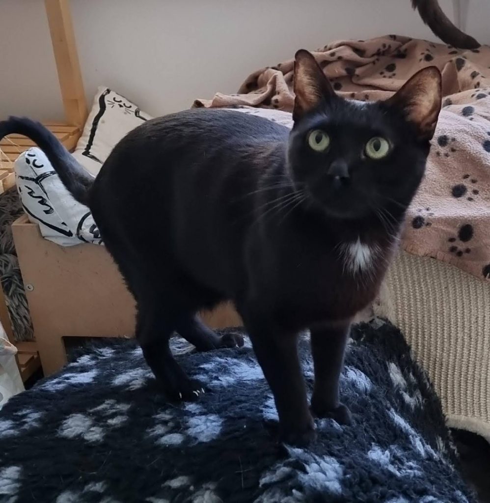 Onixx, gato enfermo crónico catsloversrescue