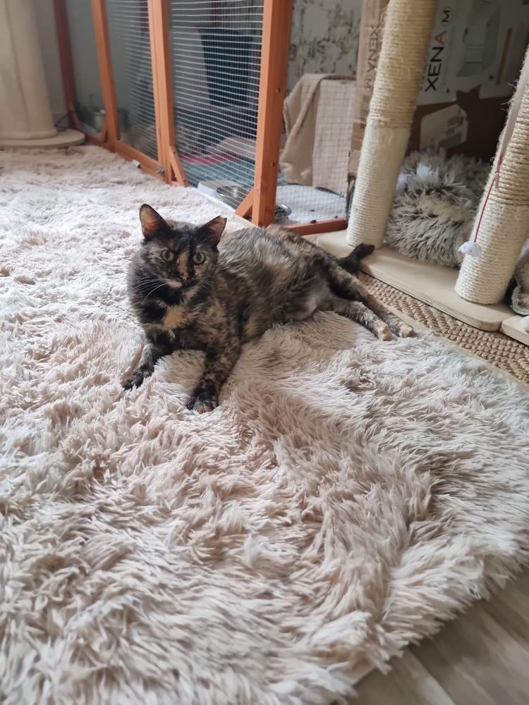 Victoria, una de nuestros gatos rescatados con enfermedades crónicas