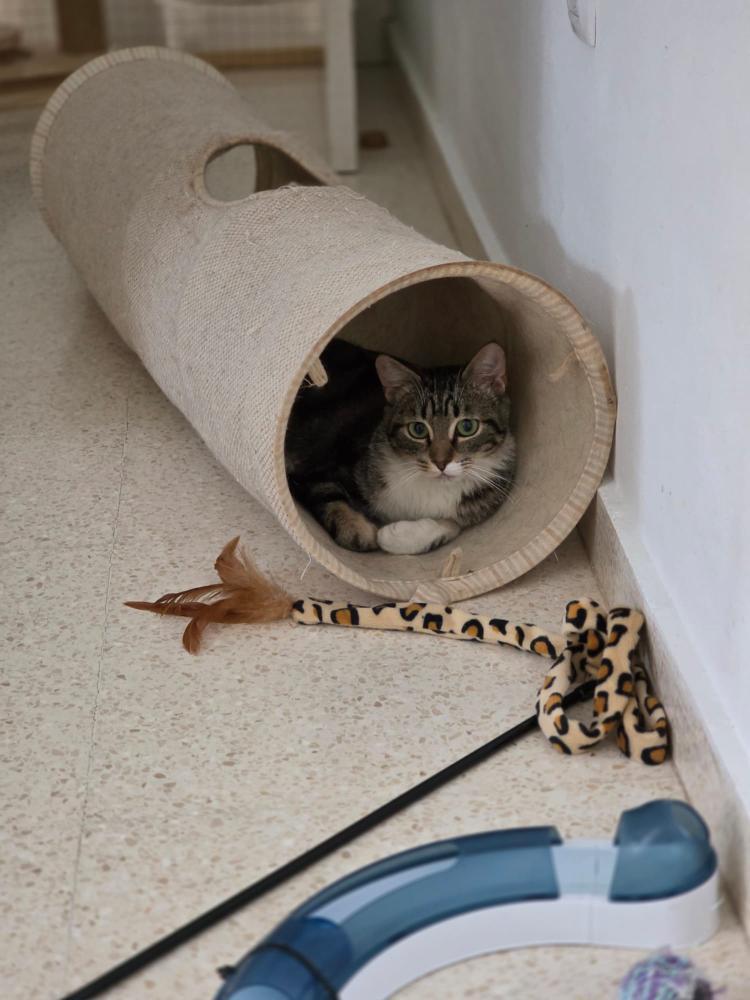 Chiquitin cachorro de gato en adopción