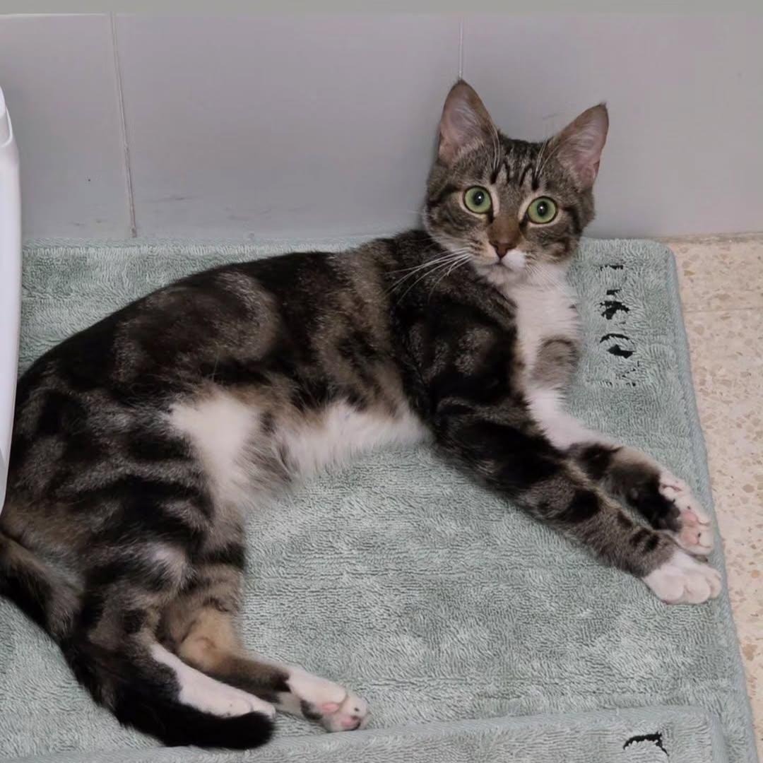 Chiquitin gato cachorro en adopción busca una familia. Se encuentra en Cádiz