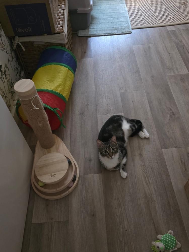 Chiquitin gato cachorro busca un hogar. Adóptalo