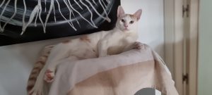 Gato en adopción Sanlúcar de Barrameda – Tommy