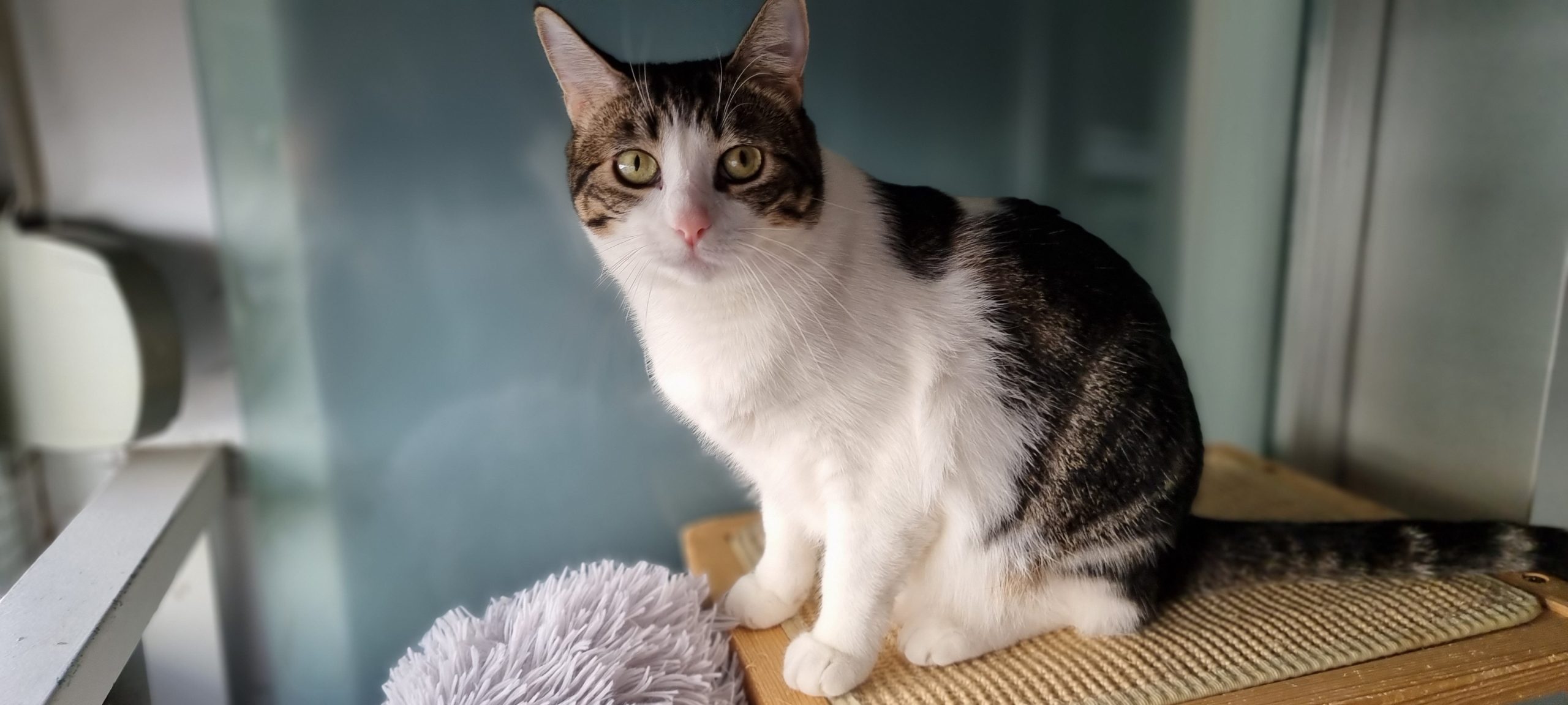 Kira busca un hogar, gata buena y cariñosa