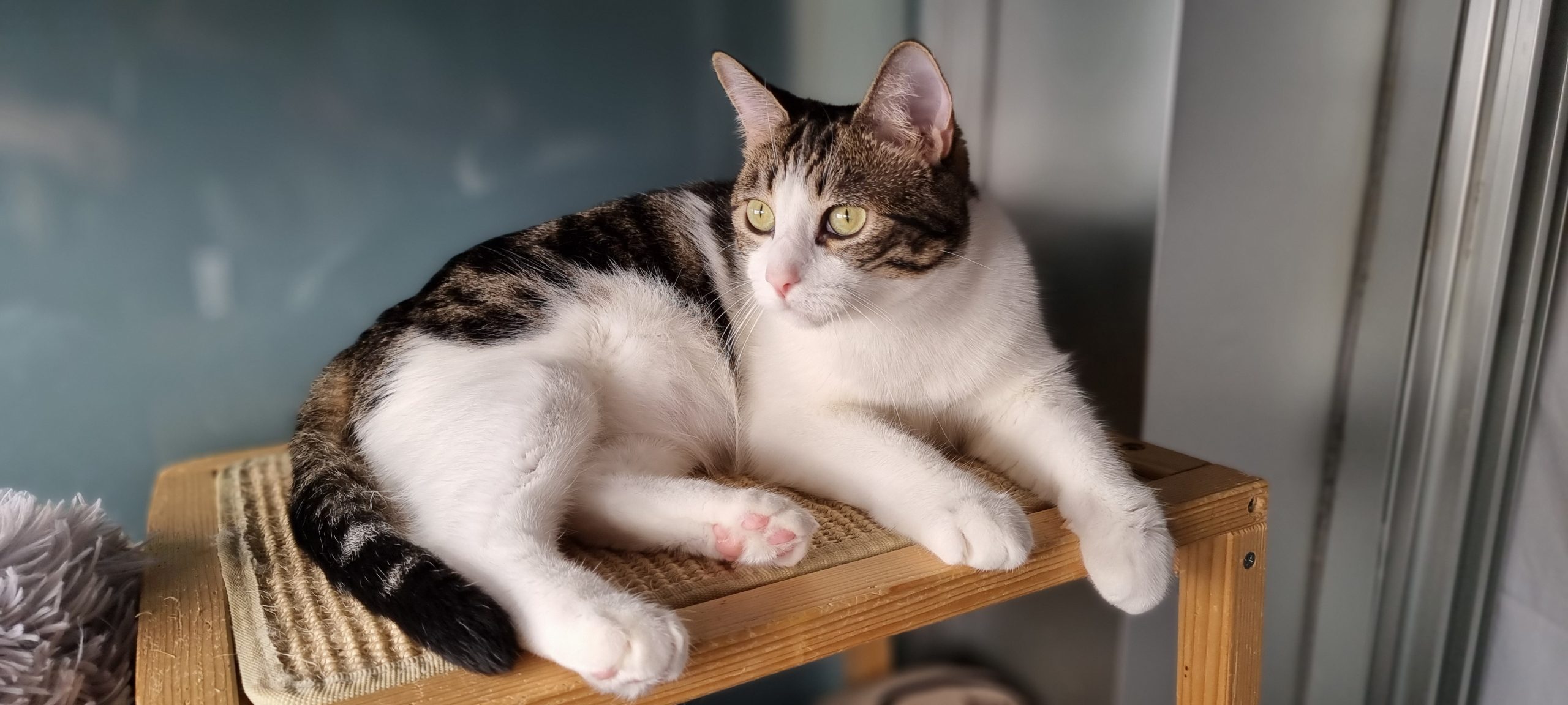 Kira en adopción responsable gata buena y cariñosa