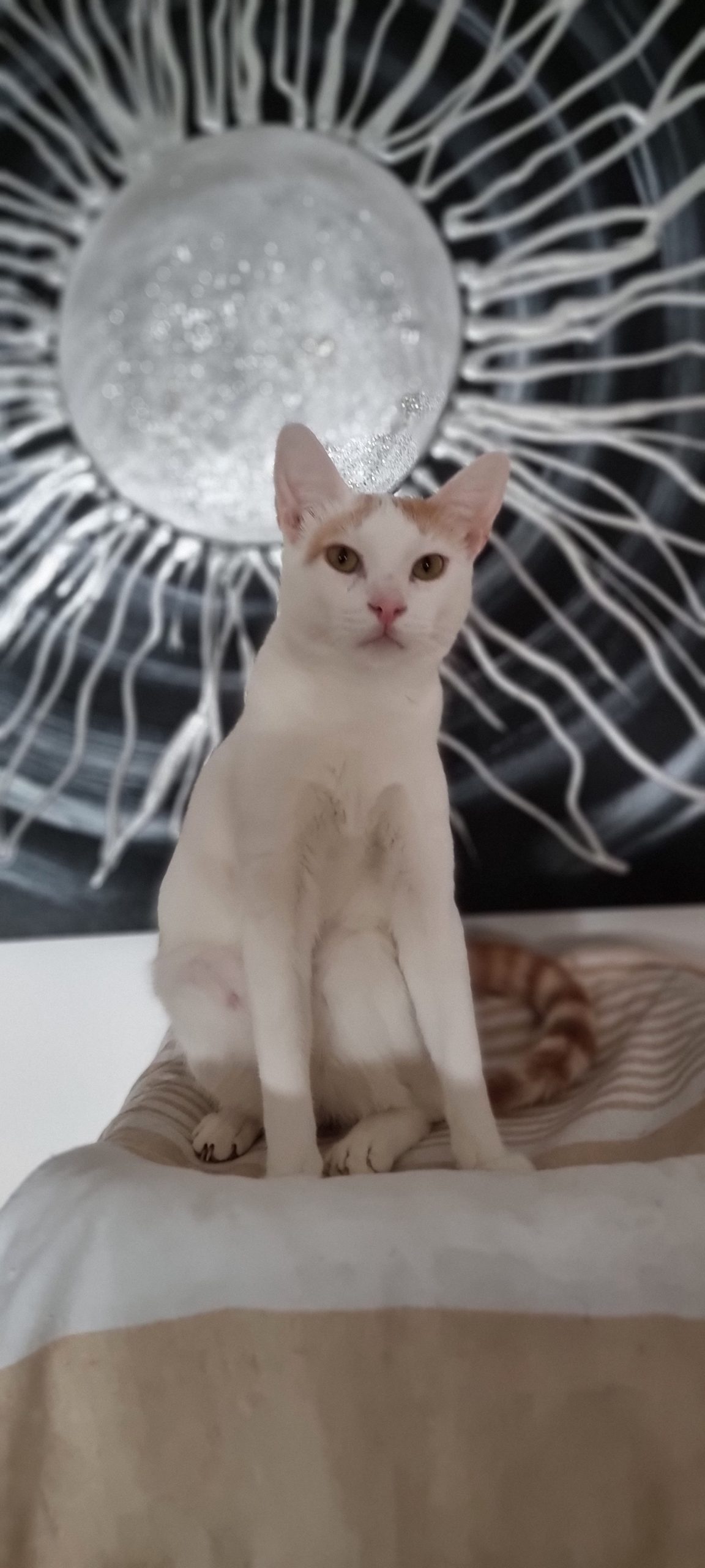 Tommy en adopción en Cádiz