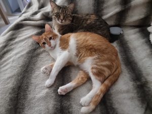 Vanner gata rescatada catsloversrescue con su hermano