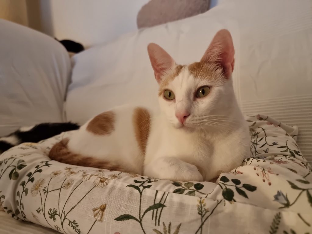 Tommy gato en adopción Sanlúcar de Barrameda Cádiz