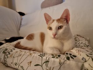 Tommy gato en adopción Sanlúcar de Barrameda Cádiz
