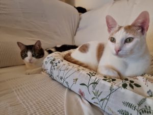 Adopta a Tommy un gato en Andalucía