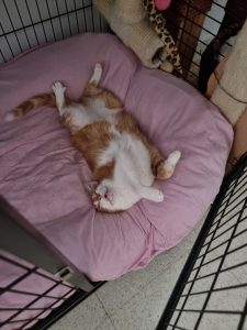 Vanner gata rescatada catsloversrescue durmiendo feliz