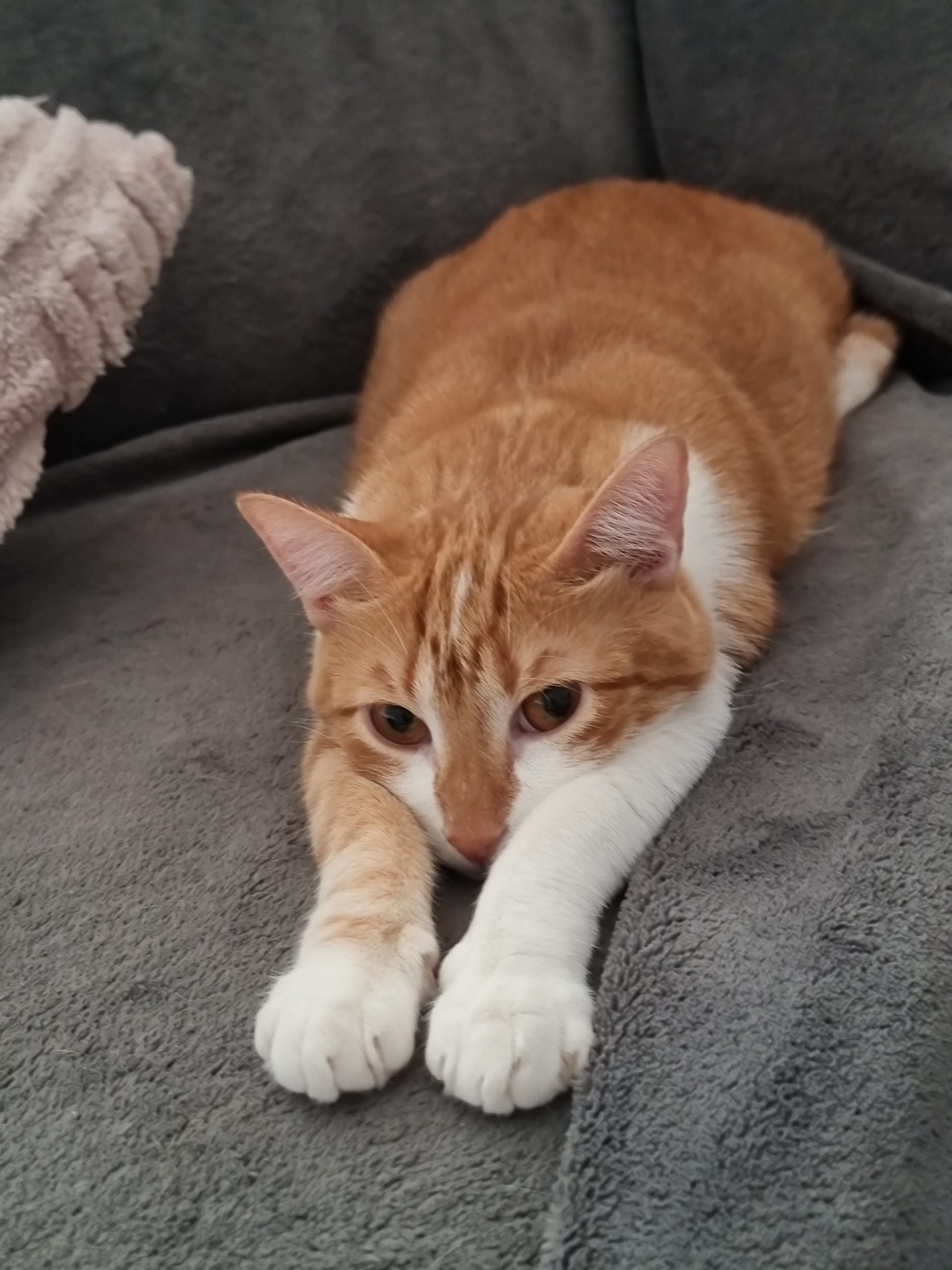 Vanner gata rescatada catsloversrescue estirada