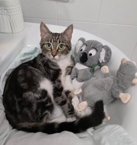 Gato en adopción Sanlúcar de Barrameda Cádiz