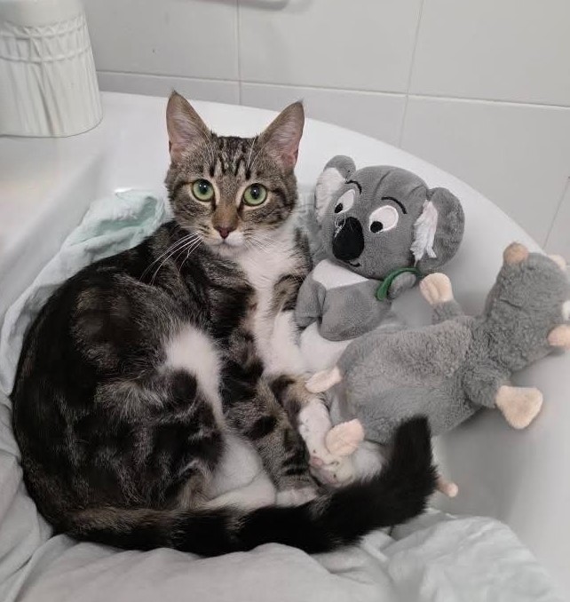  Sexo: Macho Edad: Joven