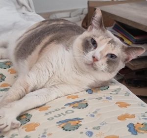 Estrellita gata en adopción en Cádiz