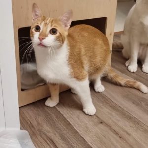 Vanner gata rescatada catsloversrescue busca familia adoptiva