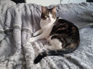 Kira está buscando un adoptante que le de un hogar