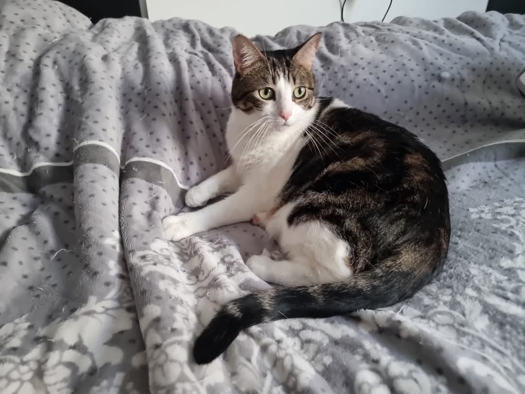 Kira está buscando un adoptante que le de un hogar