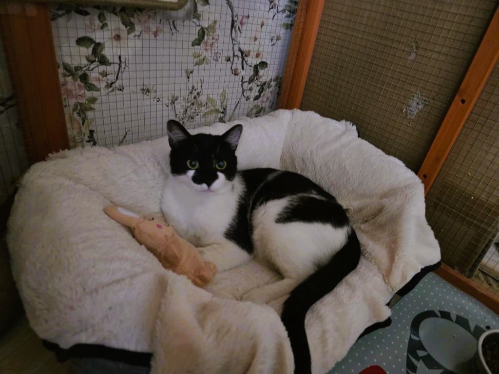 Fénix en adopción responsable en Cádiz busca un hogar Fénix en adopción responsable en Cádiz busca un hogar