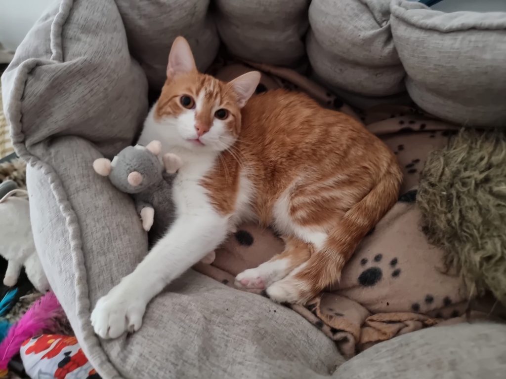 Vanner gata en adopción en Sanlúcar De Barrameda