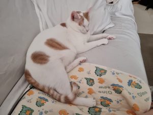 Adoptar a Tommy en Cádiz