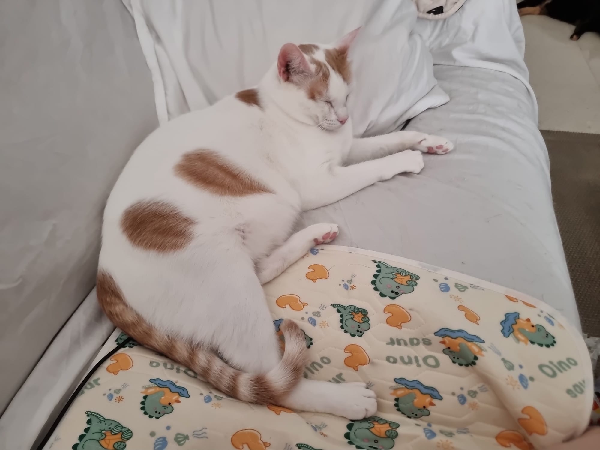 Adoptar a Tommy en Cádiz