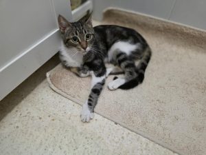 Chiquitin gato cachorro en adopción responsable en Cádiz
