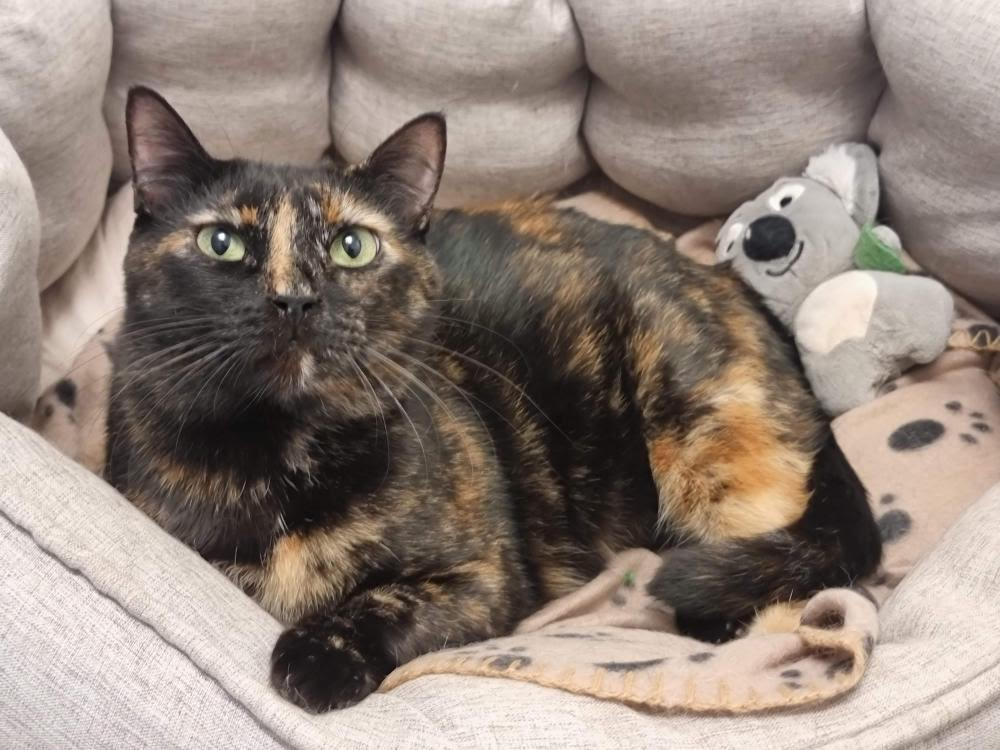 Mori, gata enferma crónica catsloversrescue