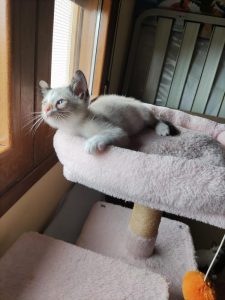 Nala gata cachorra en adopción responsable Cádiz