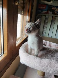 Nala gata bebé en adopción responsable busca una familia Cádiz