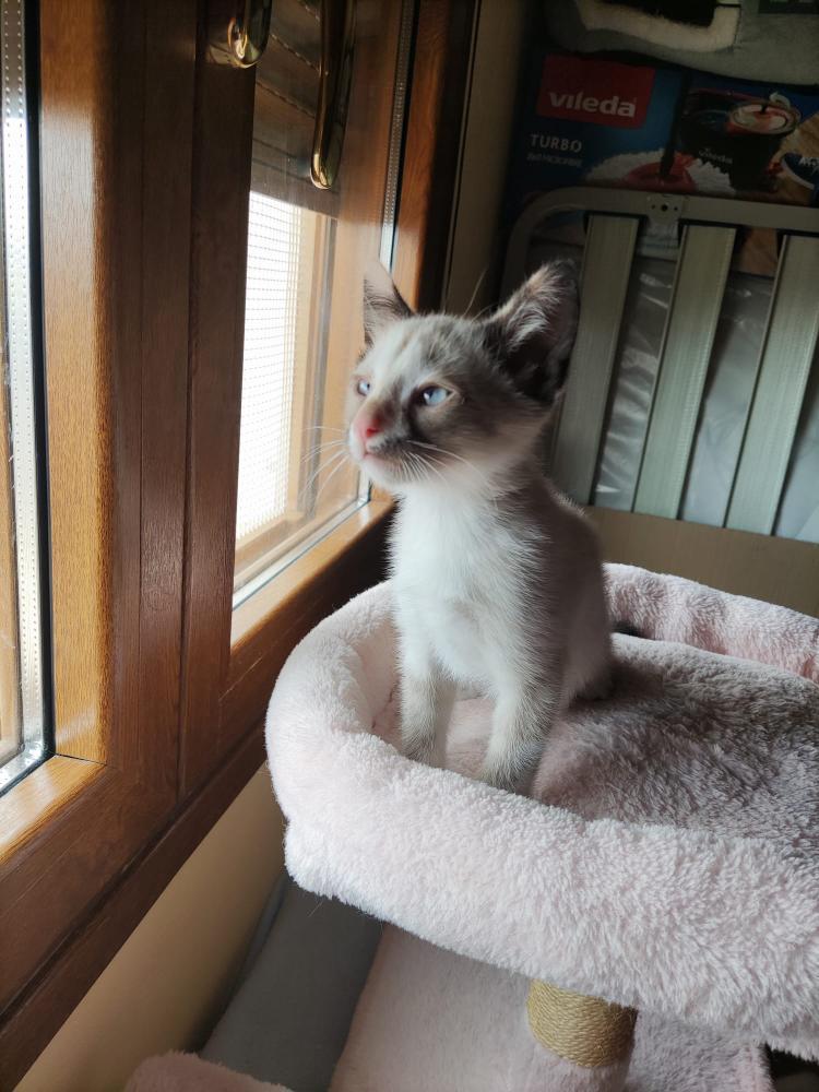 Nala gata bebé en adopción responsable busca una familia Cádiz