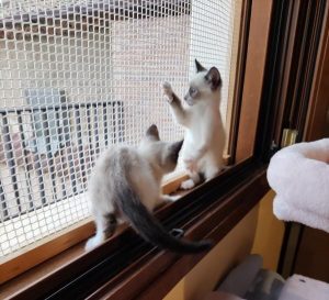 Simba y Nala dos cachorros en adopción