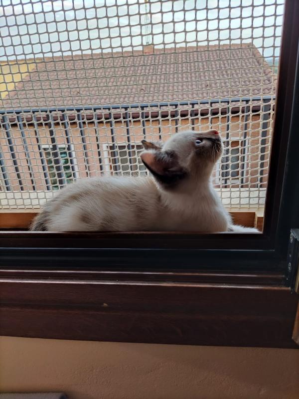 Nala gatita bebé busca una familia catsloversrescue