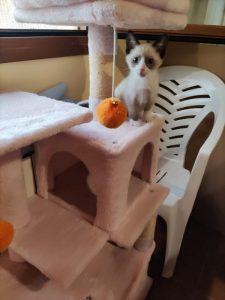 Simba gatito en adopción busca una familia