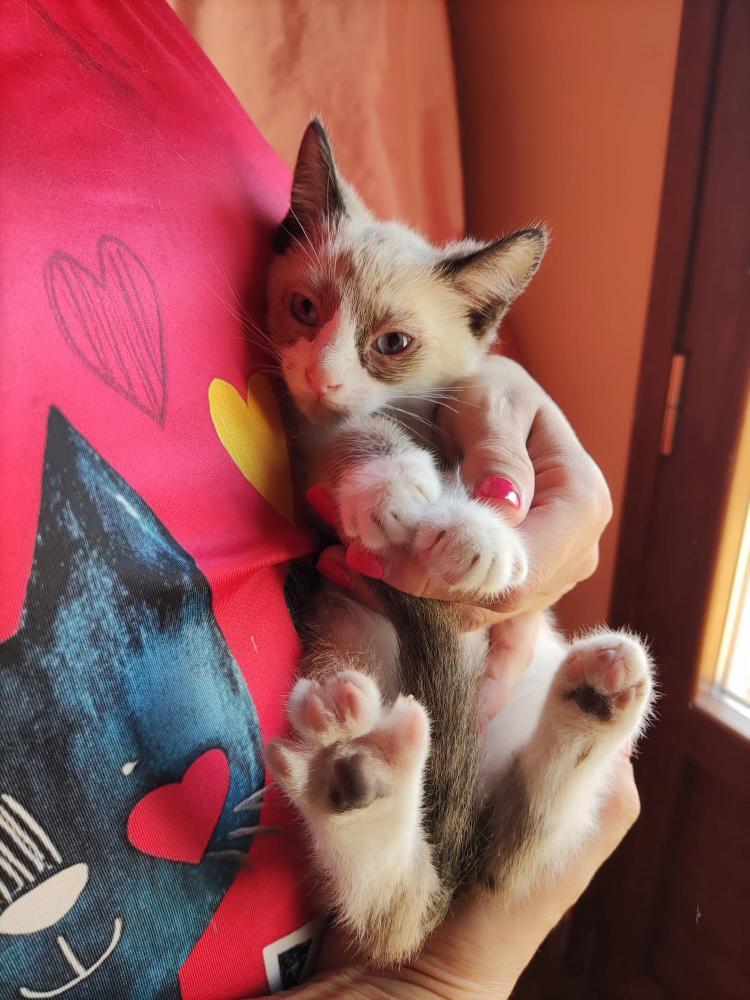 Simba gatito bebé en adopción busca una familia Cádiz