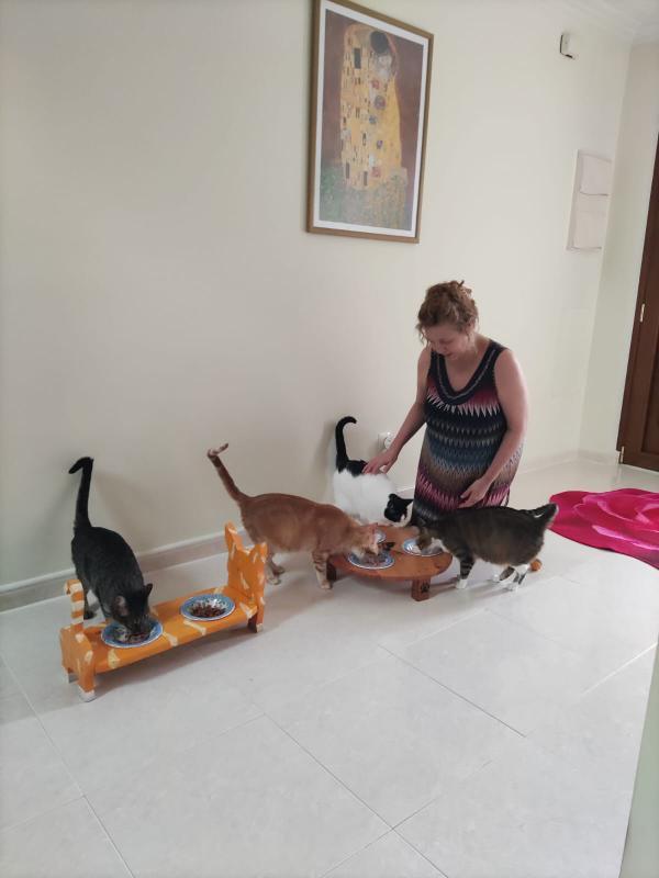 Asociación de gatos en Cádiz busca casas de acogida