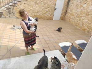 Asociación catsloversrescue de gatos de Cádiz busca casas de acogida por toda España