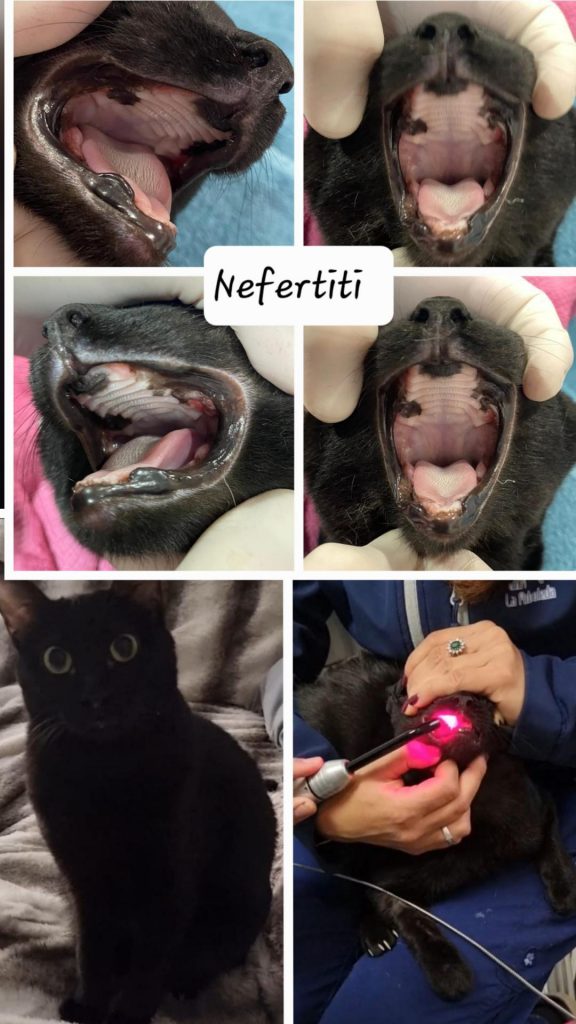 Apadrinar un gato rescatado en Cádiz: caso Nefertiti