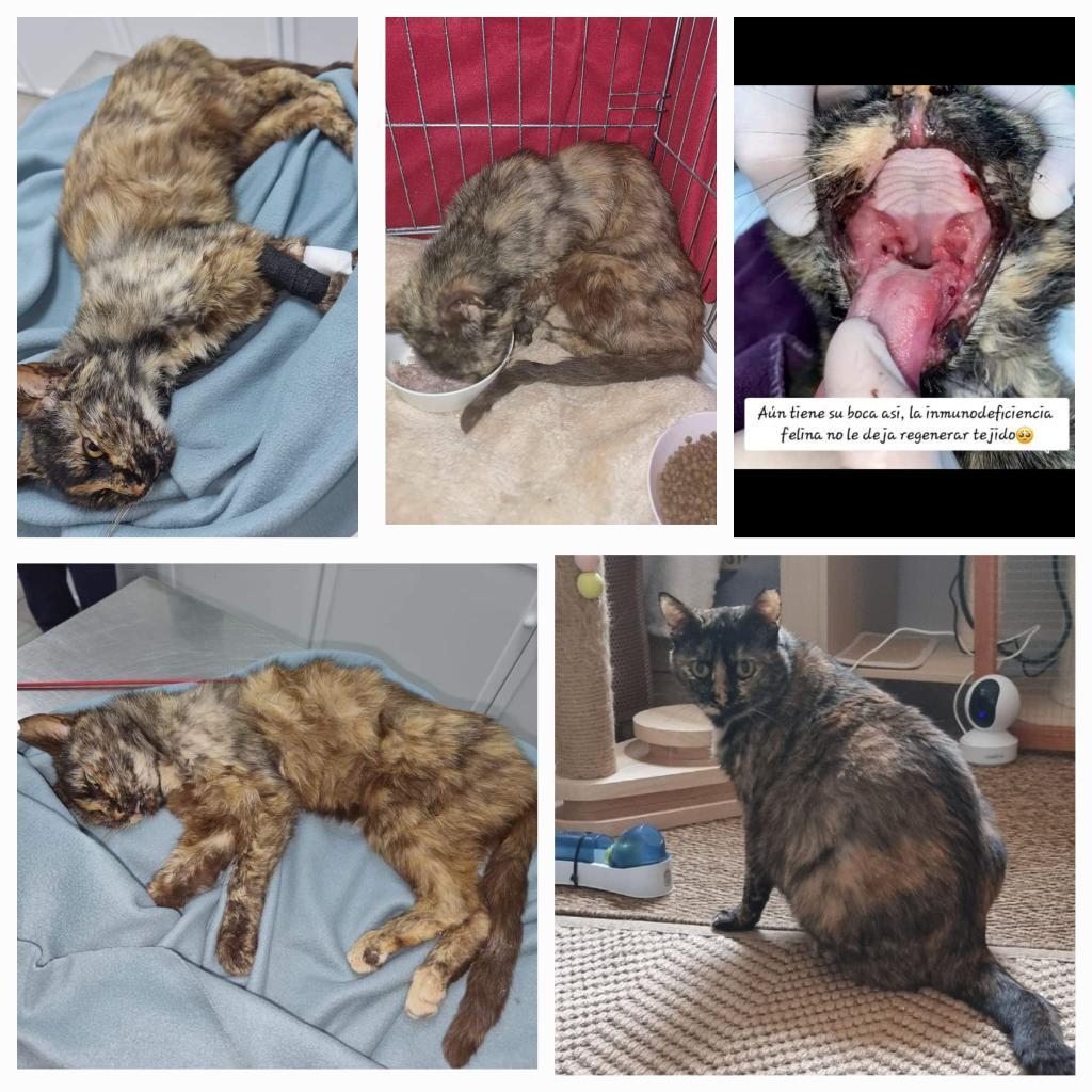 Apadrinar un gato rescatado en Cádiz: caso Victoria