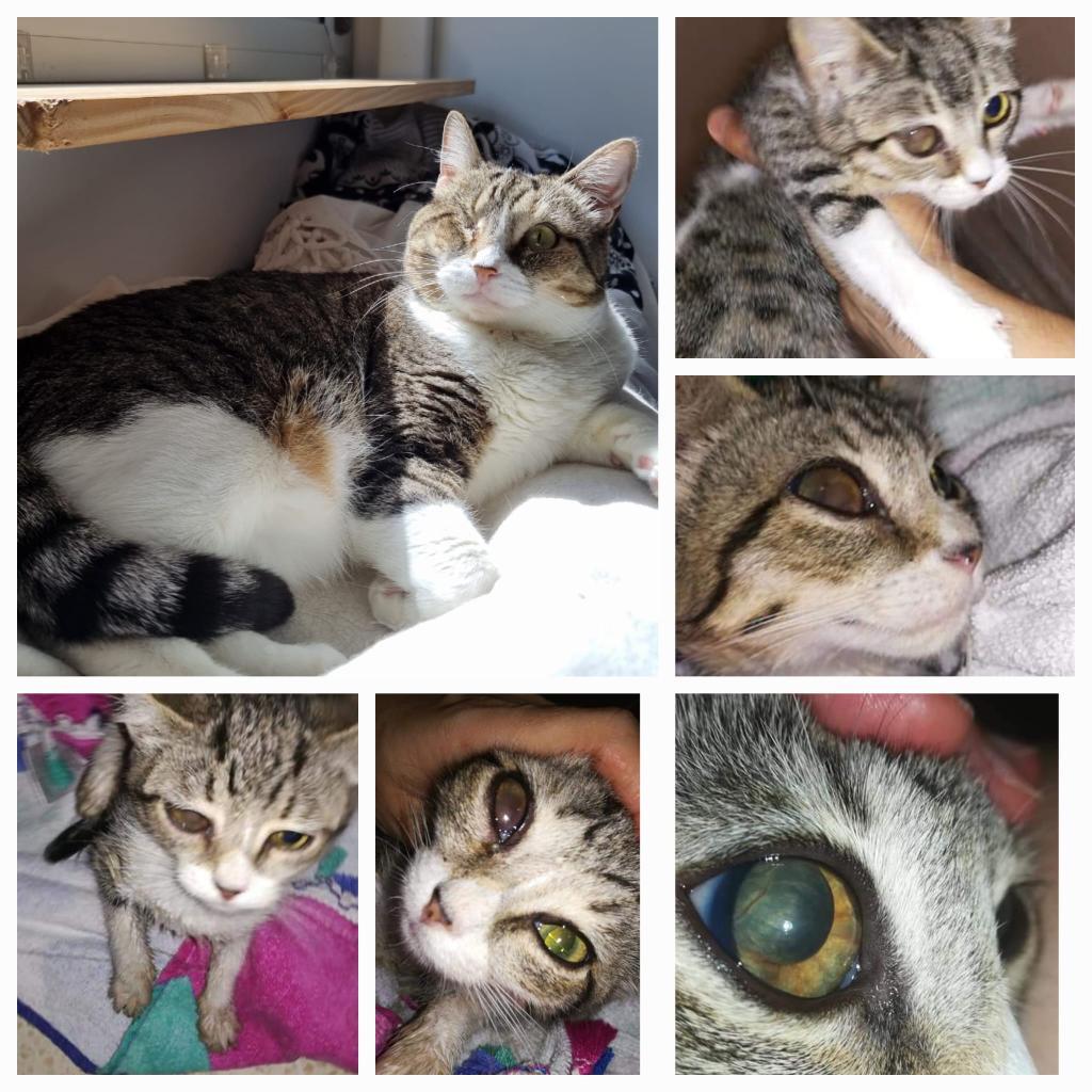 Amadrinar a un gato en Sanlúcar de Barrameda: caso Abundancia