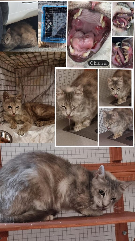 Apadrinar un gato rescatado en Cádiz: caso Ohana