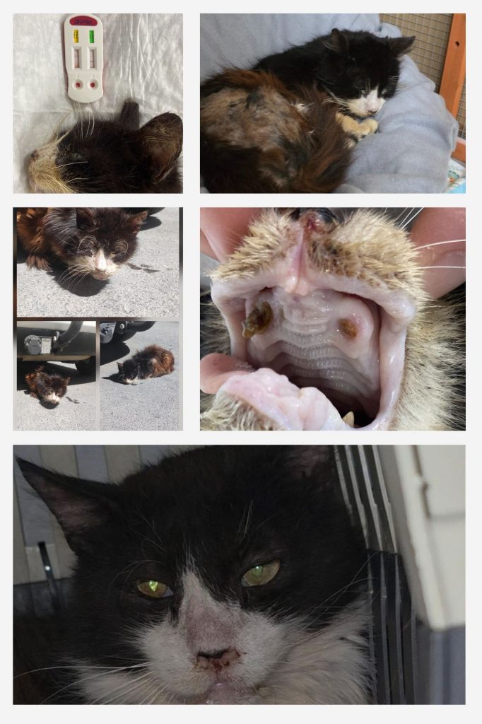 Apadrinar a un gato en Sanlúcar de Barrameda: caso Lucky