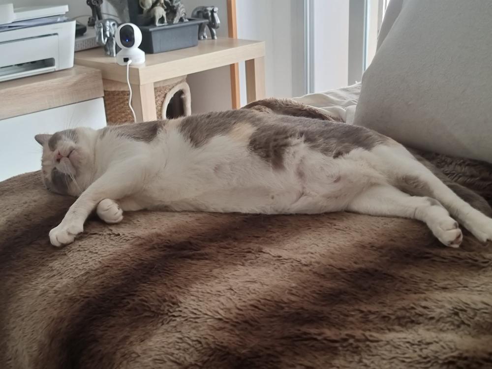 Estrellita gata en adopción en Cádiz