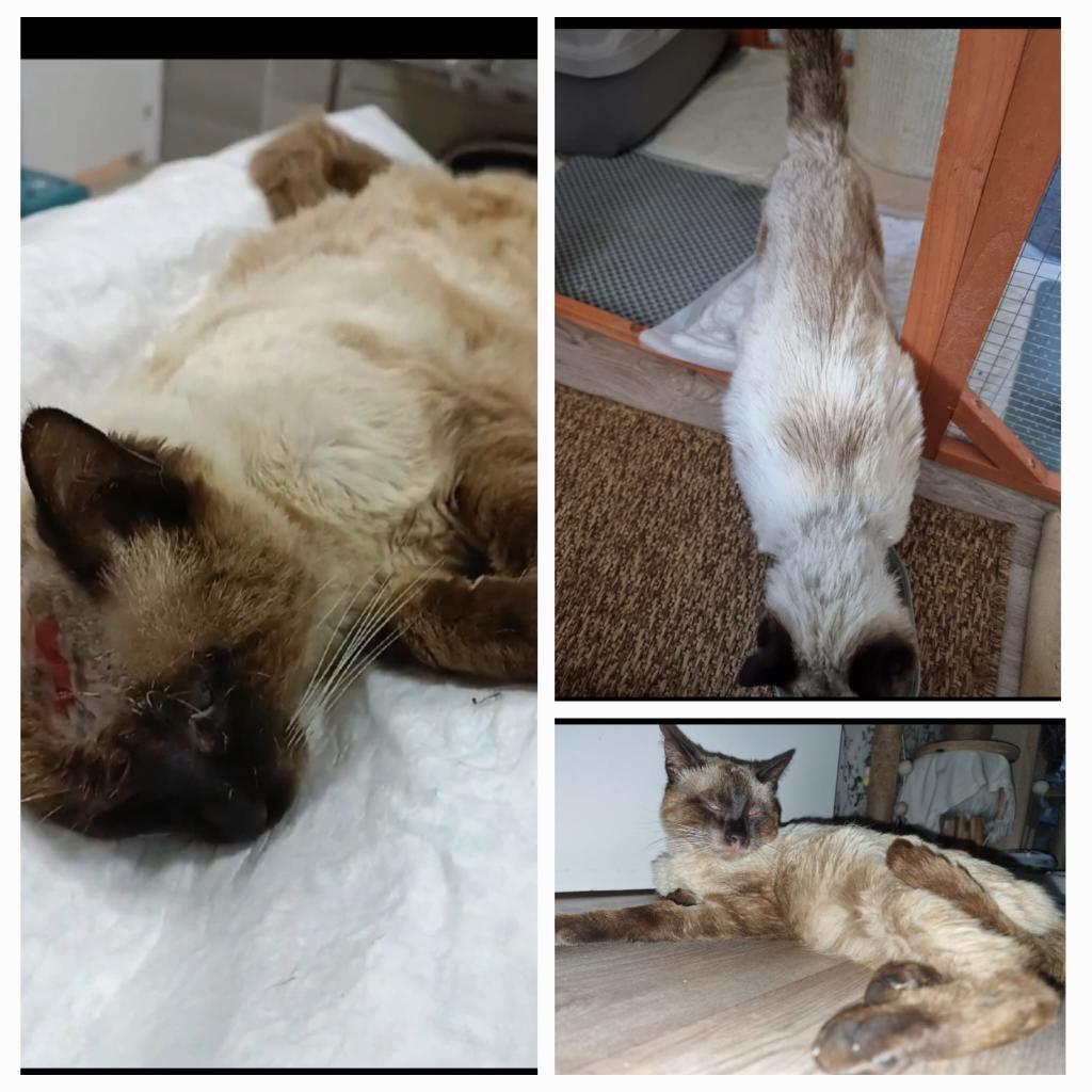 Apadrina a Ángel, gato enfermo crónico