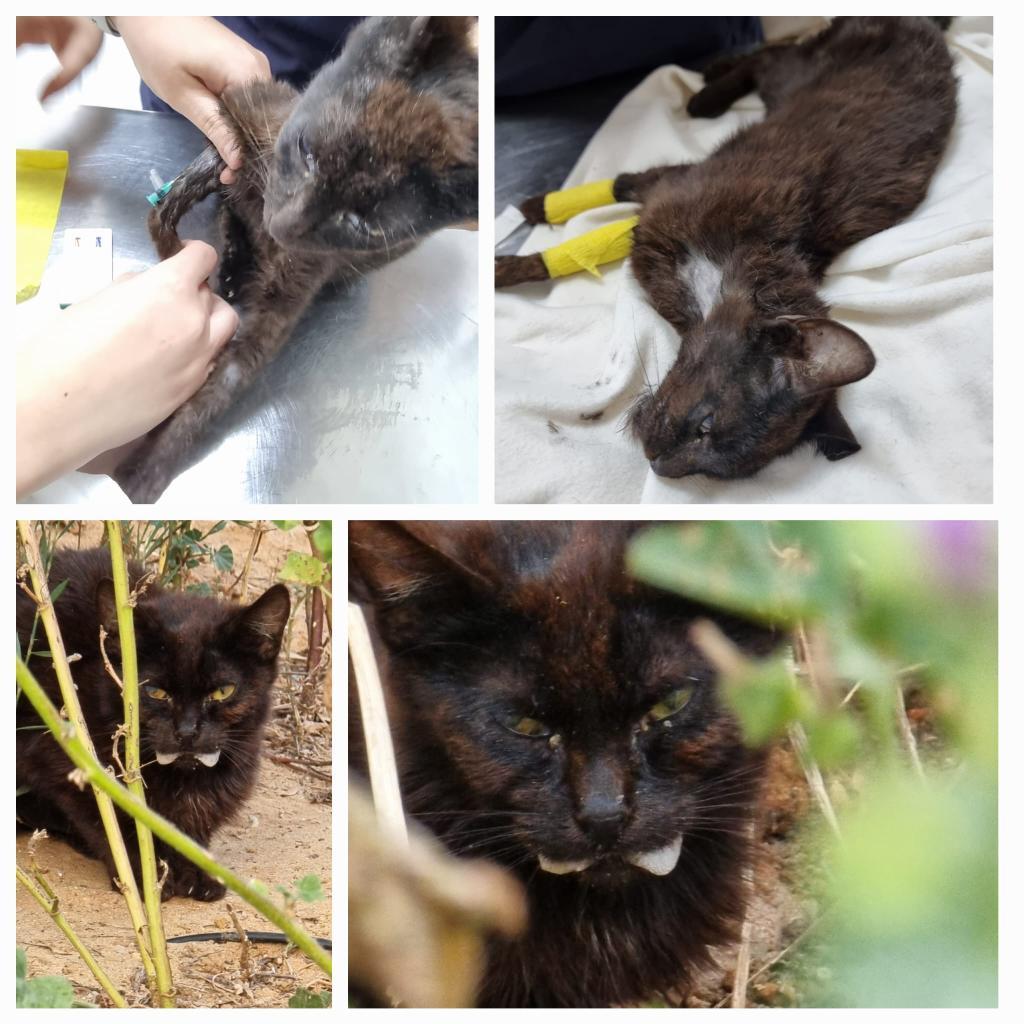 Apadrina a Esperancita, gata enferma crónica