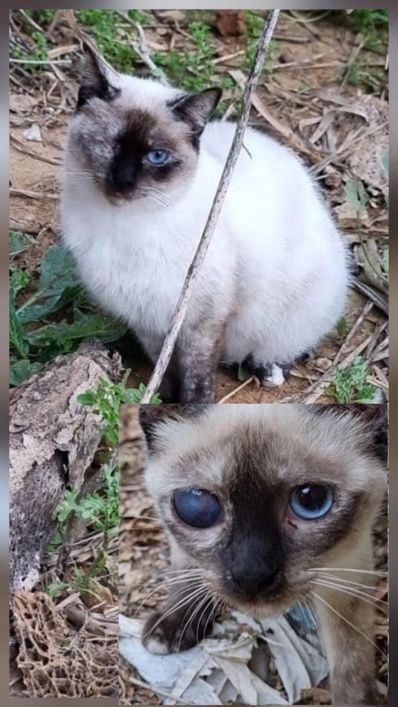 Abril de la colonia felina Esperanza del clan CatsLoversRescue